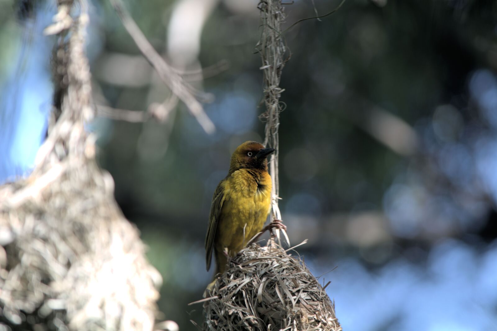 Nikon D5200 sample photo. Bird, feathered, nature photography