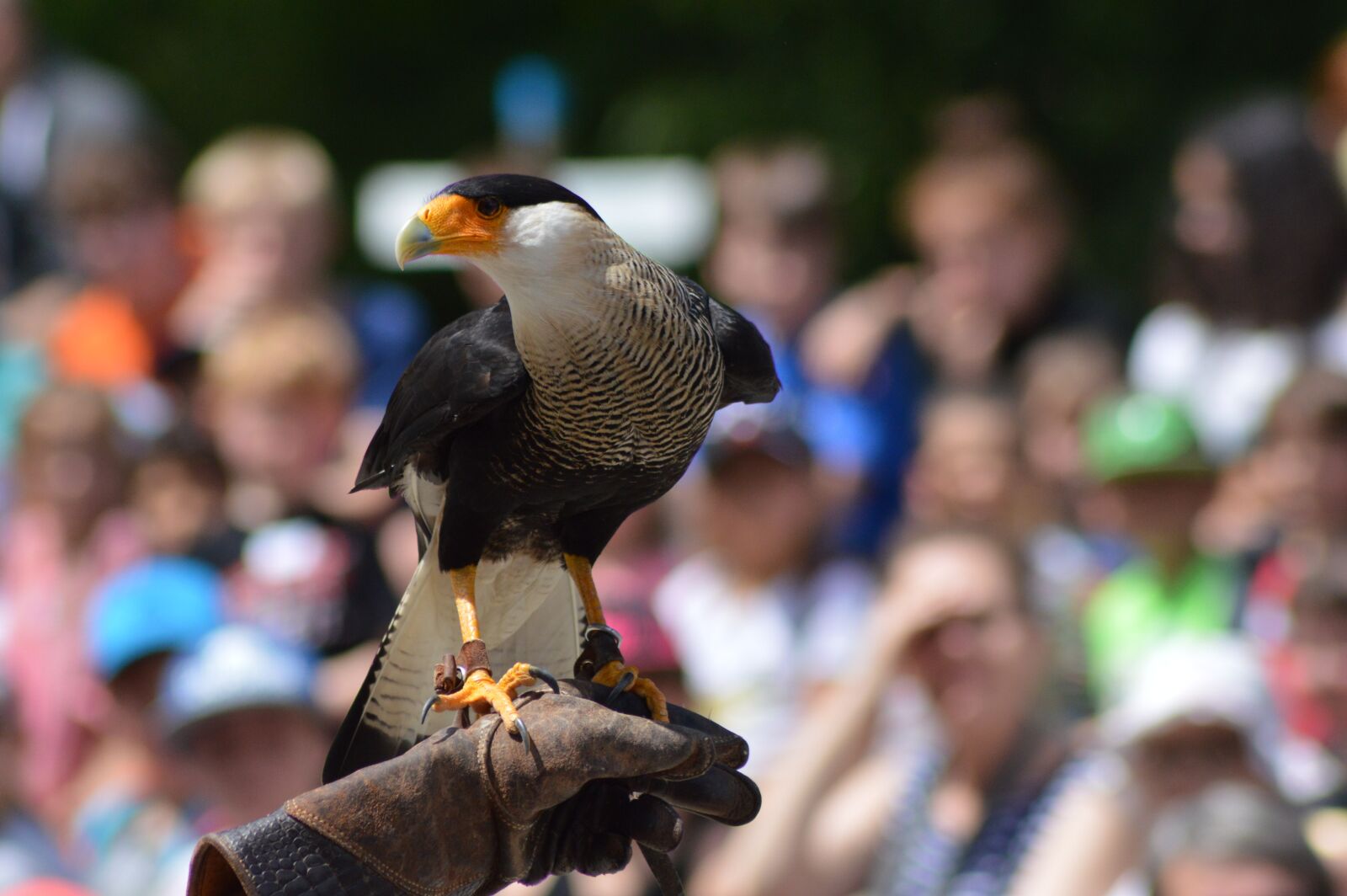 Nikon D3200 sample photo. Bird, raptor, greenhouses photography
