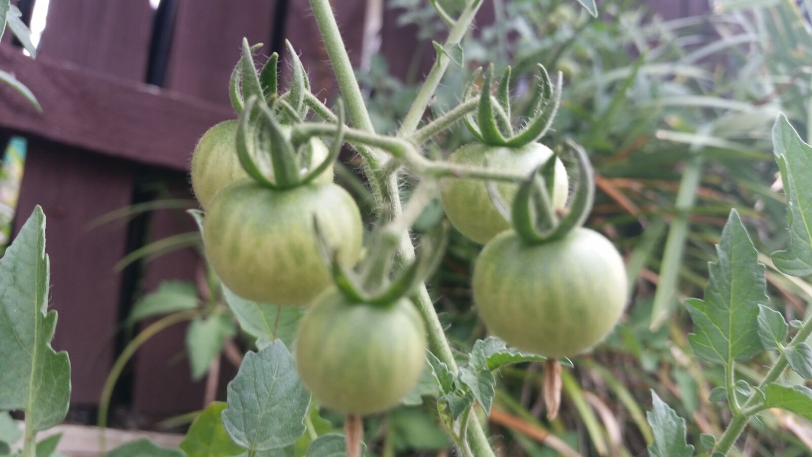 Samsung Galaxy S5 sample photo. Tomatoes, green, unripe photography