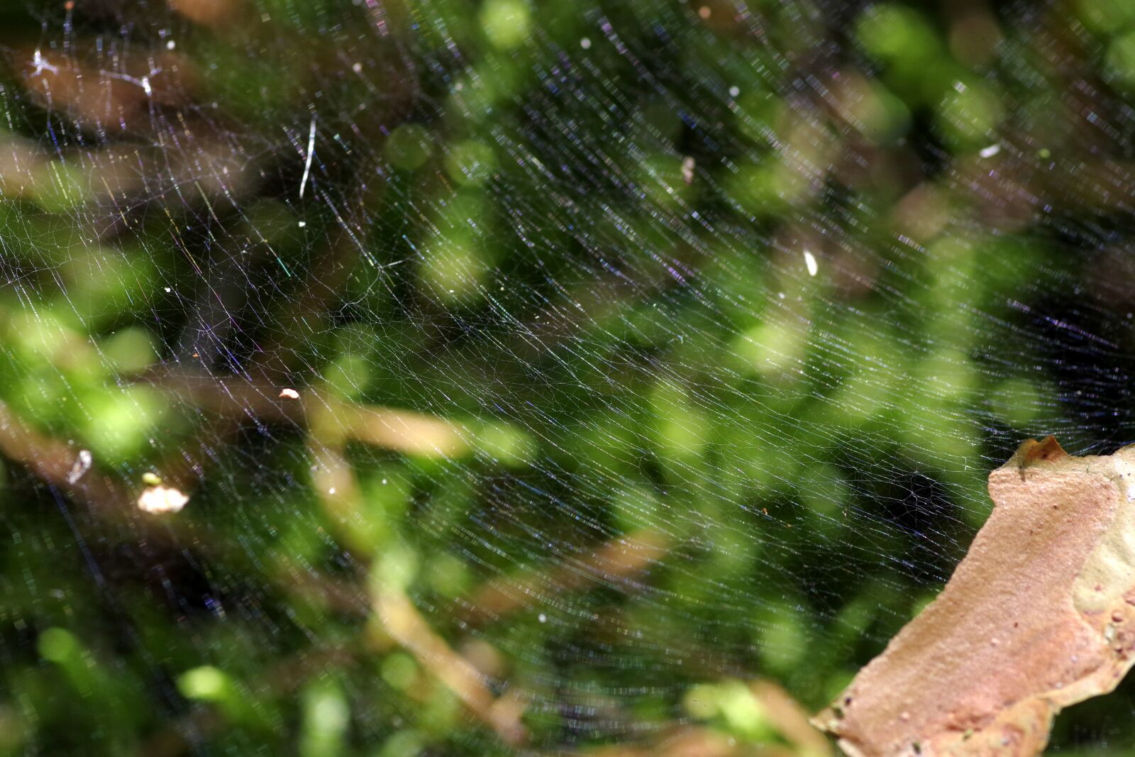 Pentax K-S2 sample photo. Cobweb, the grid, snap photography