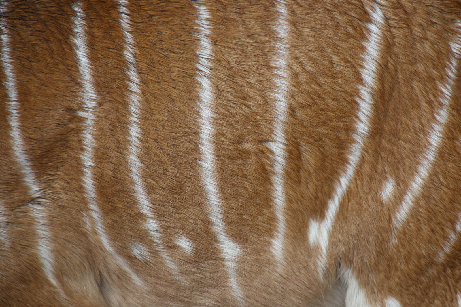 Canon EOS 7D Mark II sample photo. Brown, brown, fur, buck photography