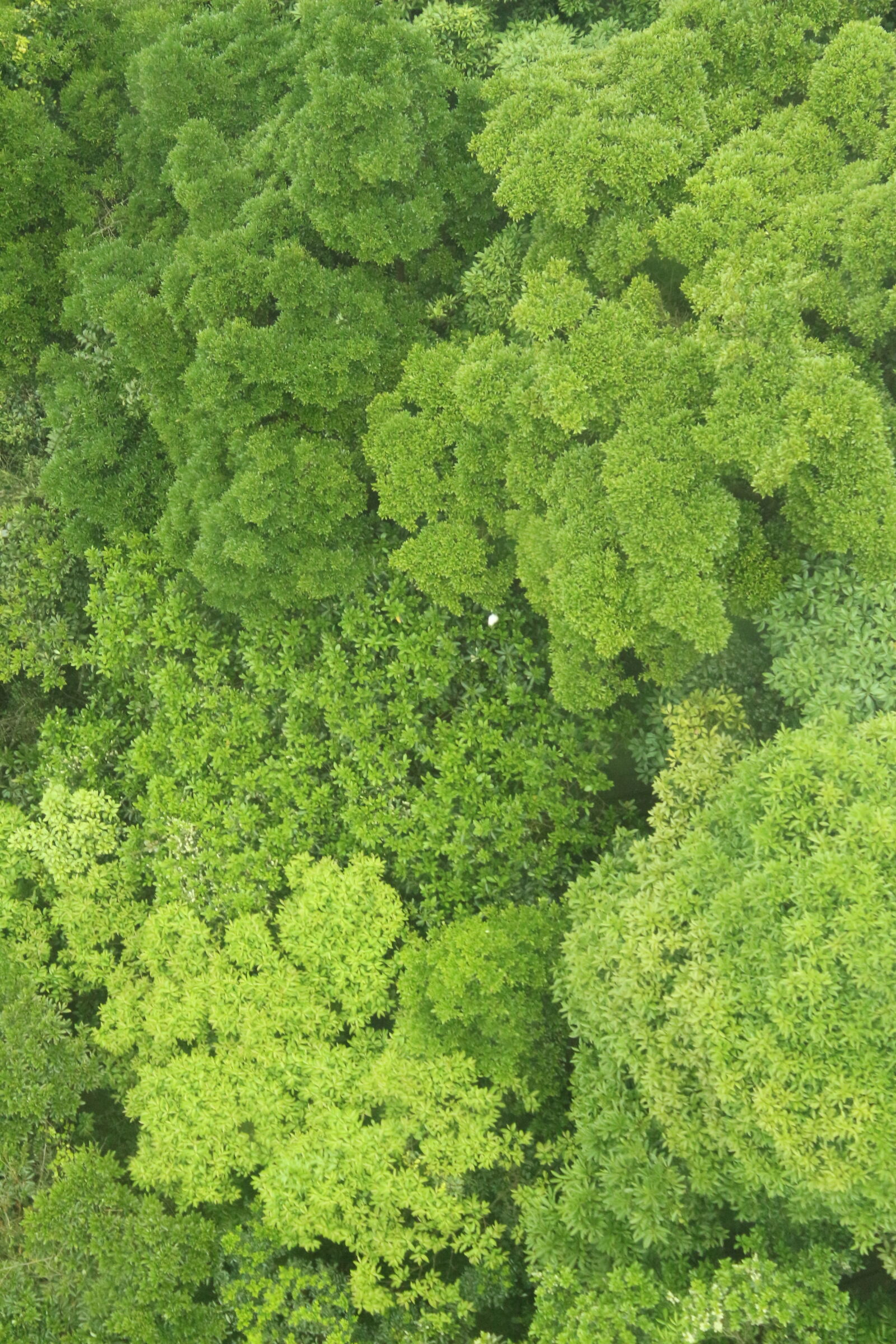 Canon EOS 650D (EOS Rebel T4i / EOS Kiss X6i) sample photo. Green, trees photography