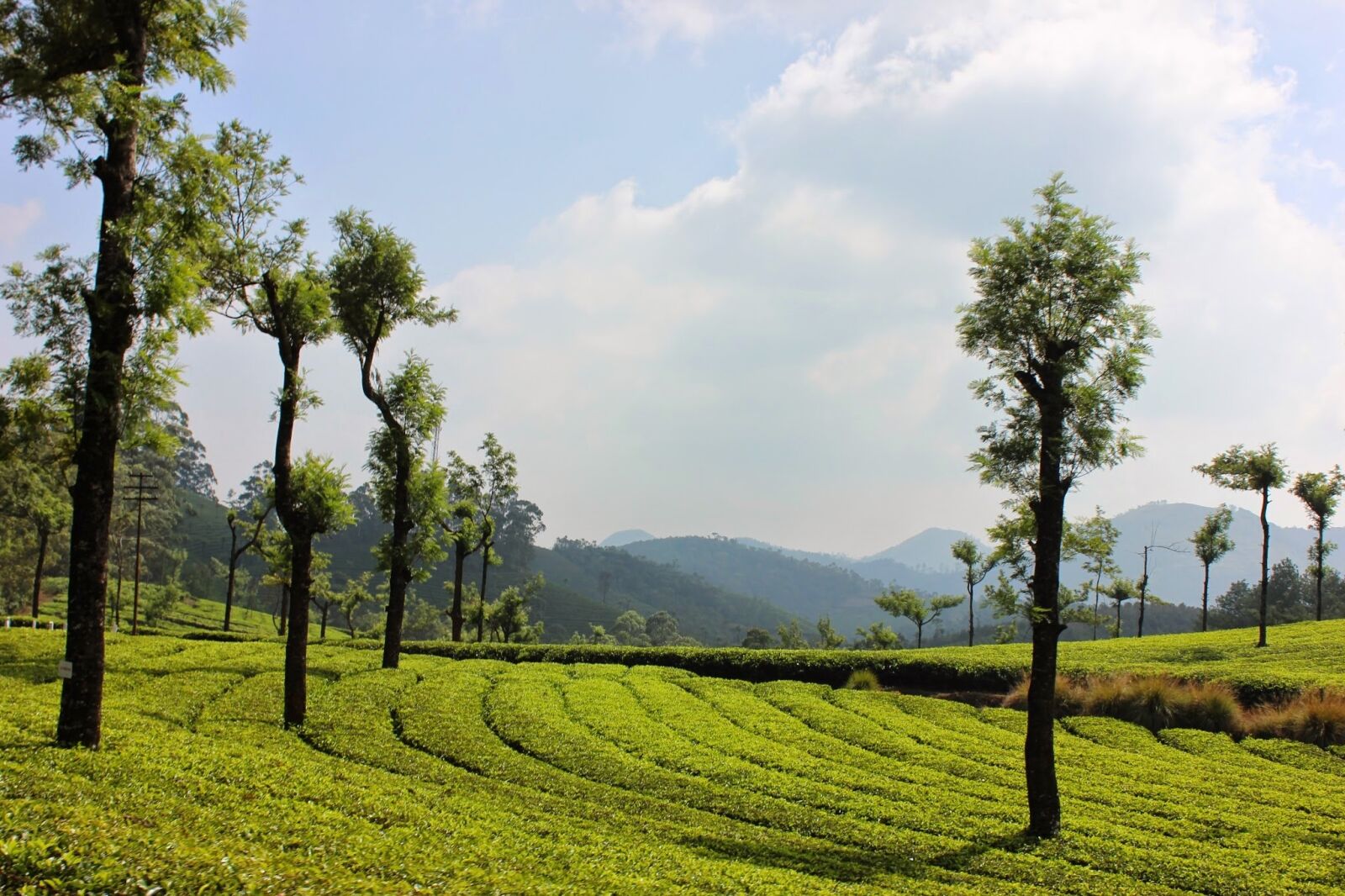 Canon EOS 600D (Rebel EOS T3i / EOS Kiss X5) sample photo. Landscape, nature, tree photography