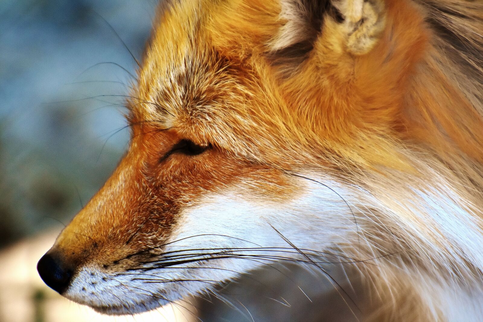 Nikon D7200 sample photo. Fuchs, animal world, wild photography
