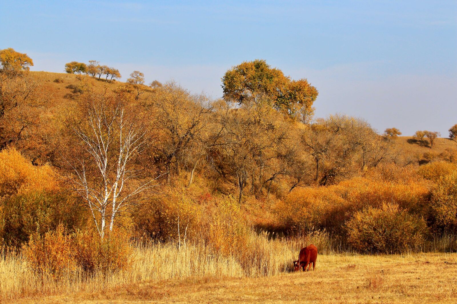 Canon EOS 70D + Canon EF 70-200mm F2.8L IS USM sample photo. Autumn, the scenery, tree photography