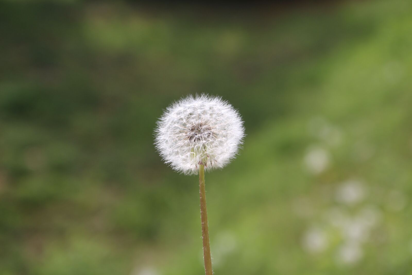 Canon EOS 650D (EOS Rebel T4i / EOS Kiss X6i) sample photo. Dandelion, flower seeds, plants photography