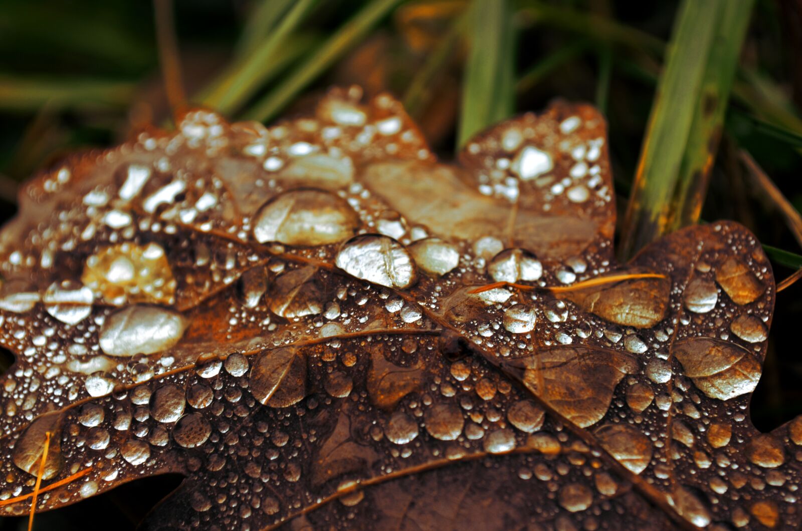 Nikon D5100 sample photo. Drop of water, rain photography