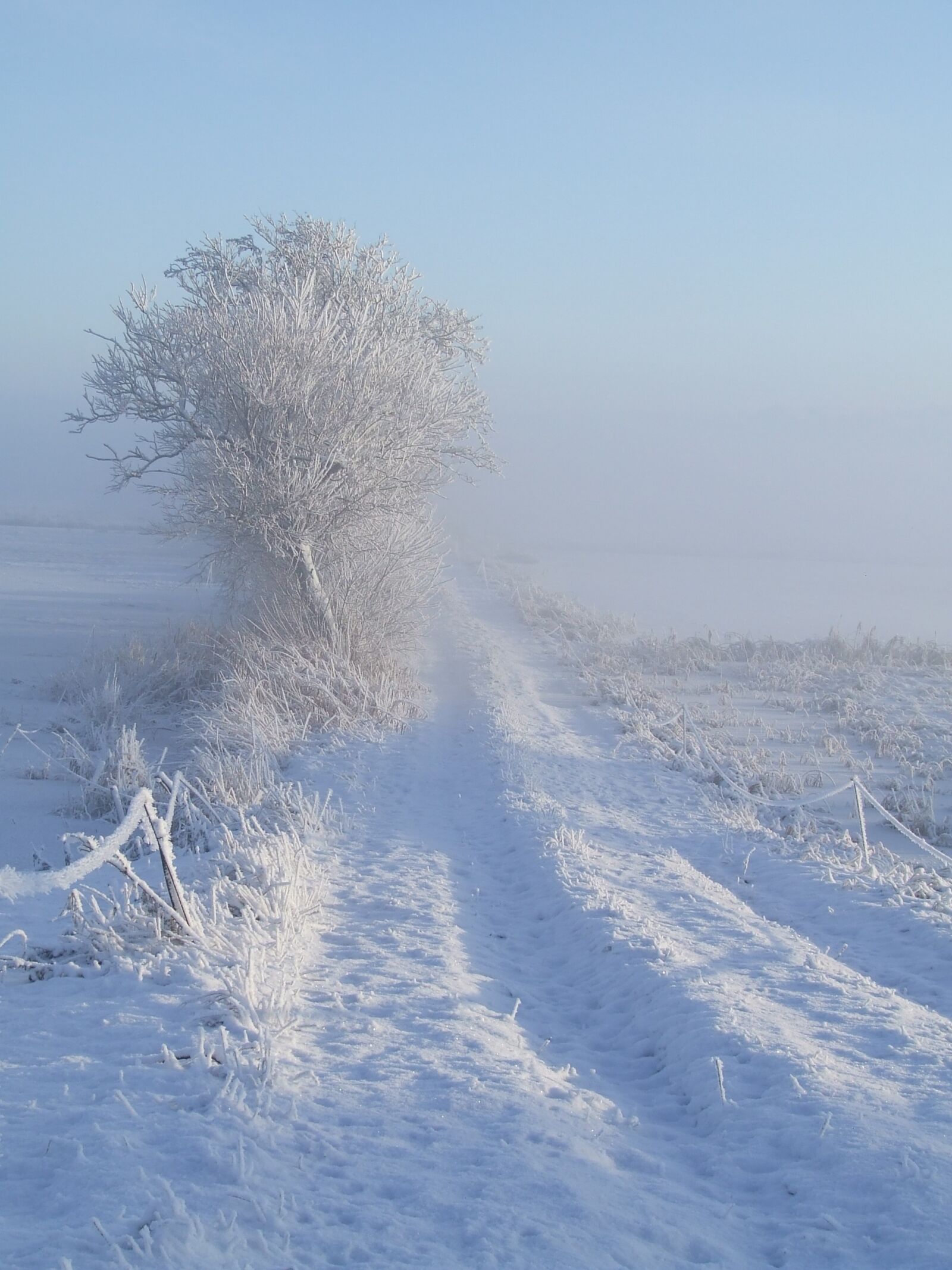 Fujifilm FinePix S5600 sample photo. Winter, white, snow photography