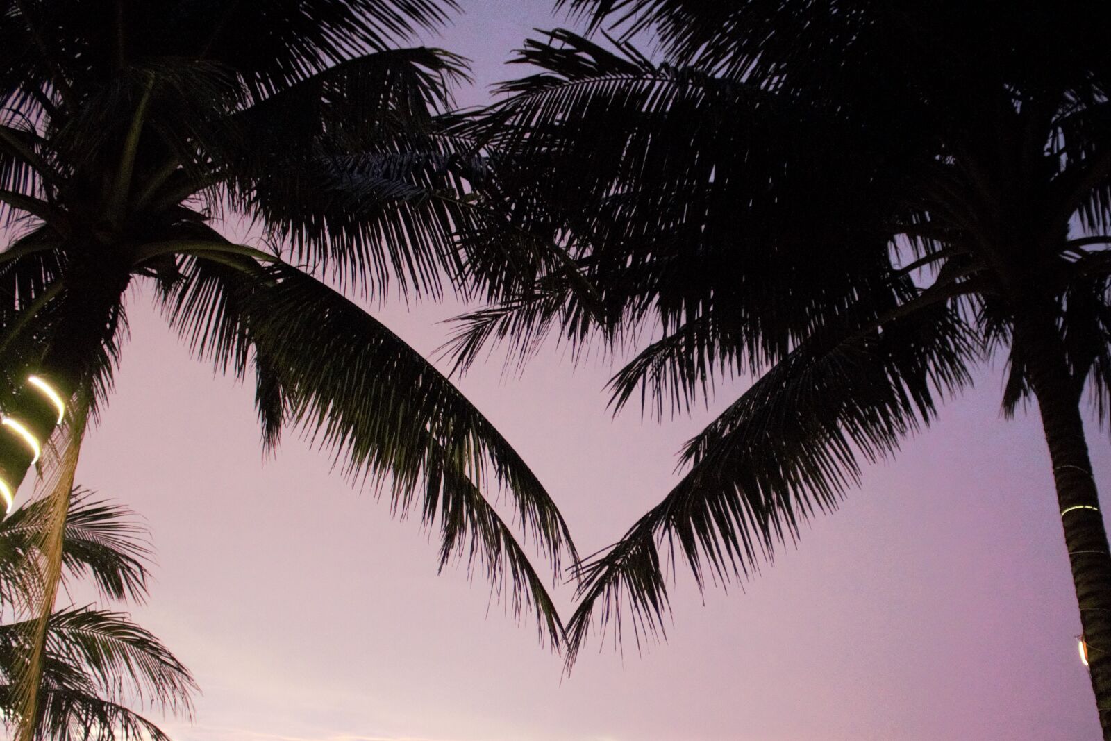 Canon EOS 700D (EOS Rebel T5i / EOS Kiss X7i) sample photo. Palm trees, love, romantic photography