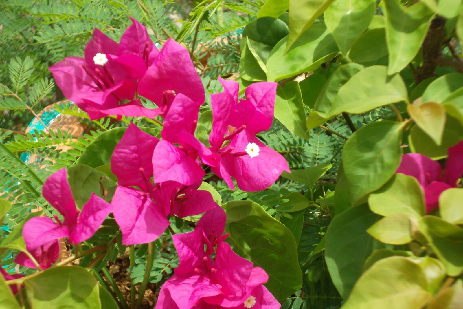 Samsung ST65 sample photo. Natural, flower, pink photography