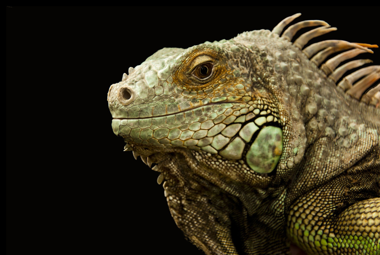 Nikon D90 sample photo. Animal, chameleon, close, up photography