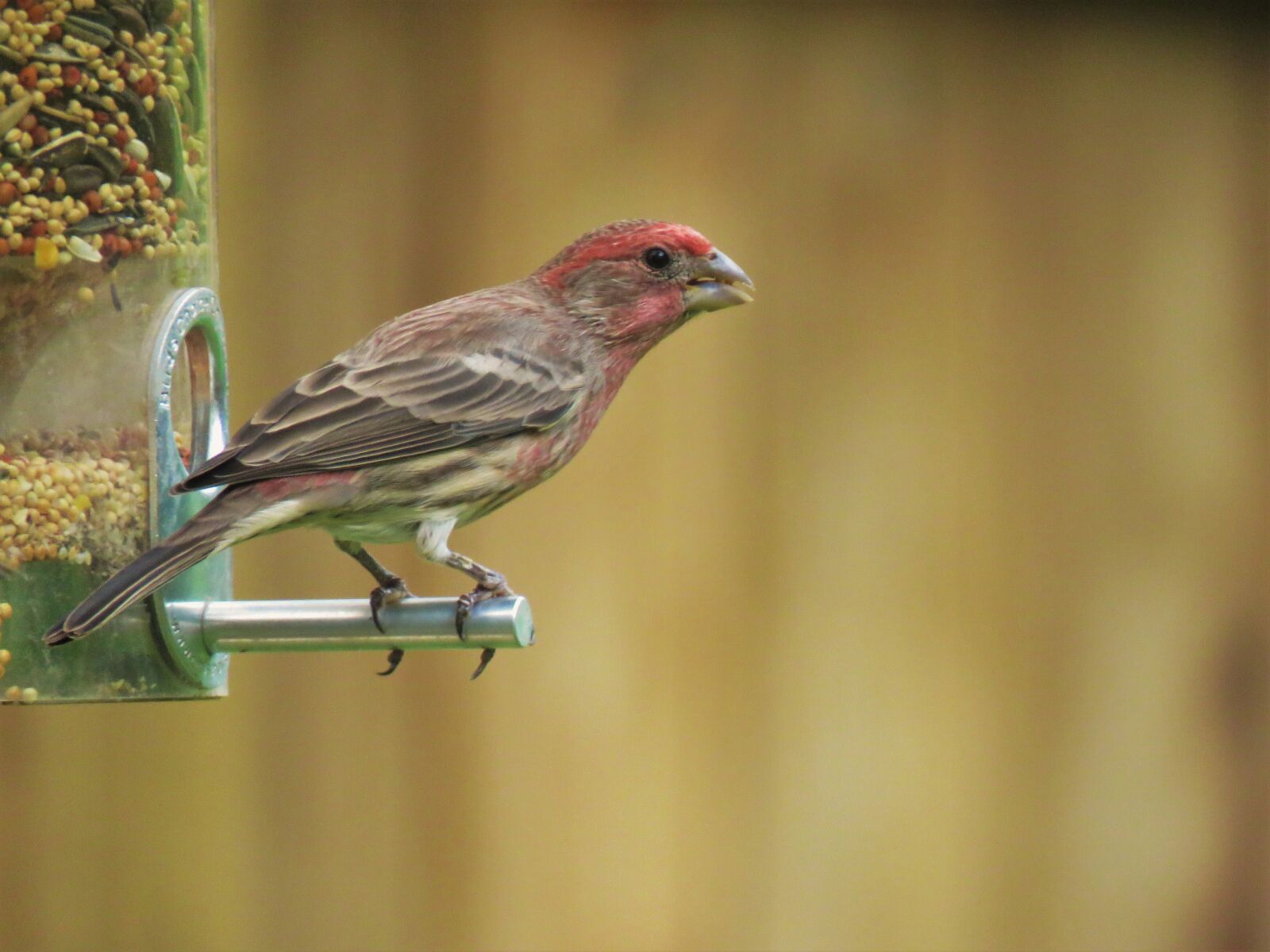Canon PowerShot SX60 HS sample photo. Bird, colorful, wildlife photography