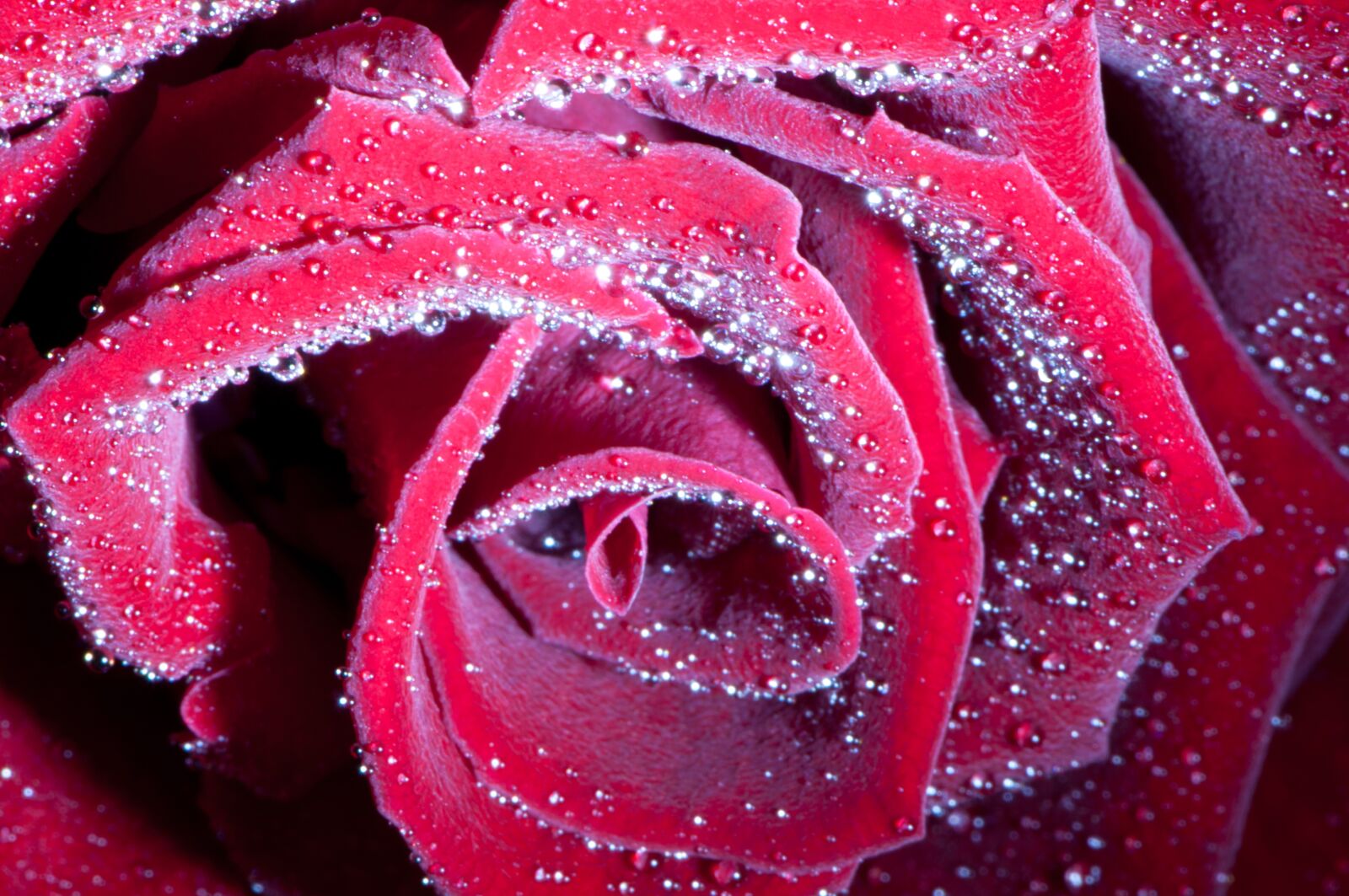 Nikon D90 sample photo. Rose, flower, blossom photography