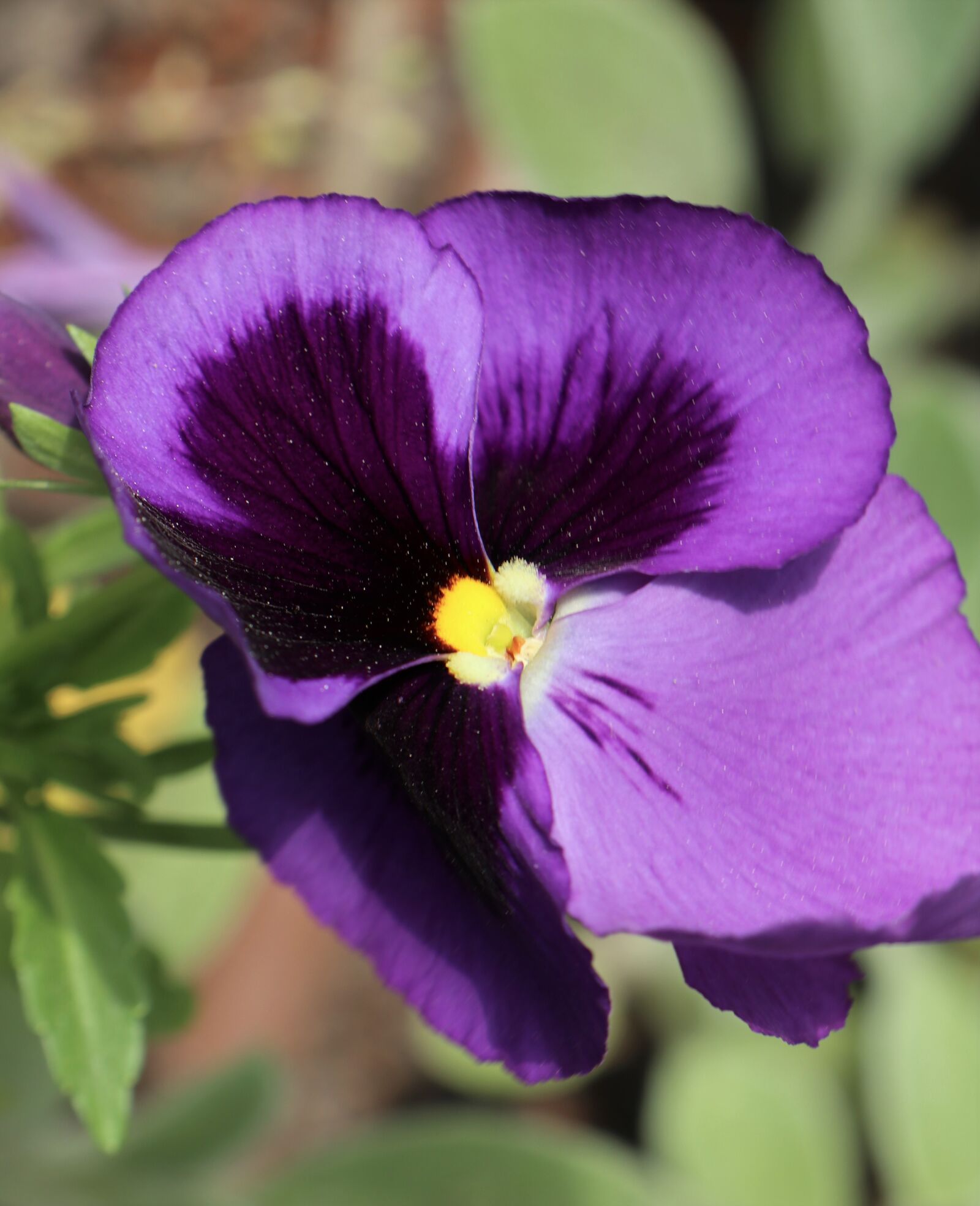 Canon EOS M6 sample photo. Spring, garden, flower photography