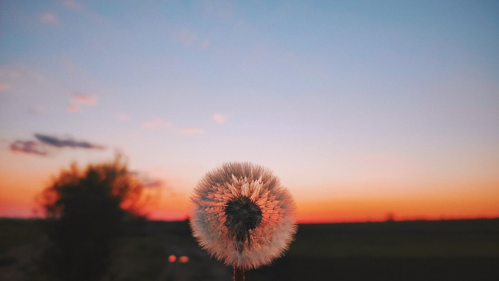 Xiaomi MI CC 9 sample photo. Nature, sky, dandelion photography