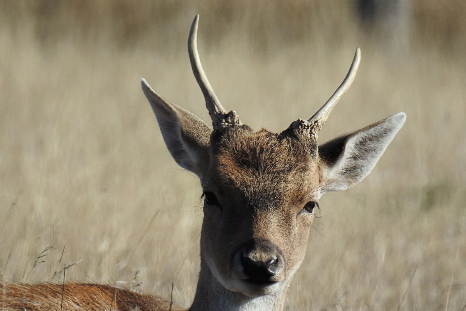 Nikon Coolpix P900 sample photo. Hirsch, wild, fallow deer photography