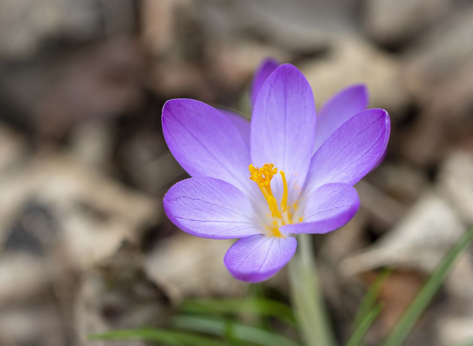 Canon EF 100mm F2.8L Macro IS USM sample photo. Crocus, wildflower, spring photography