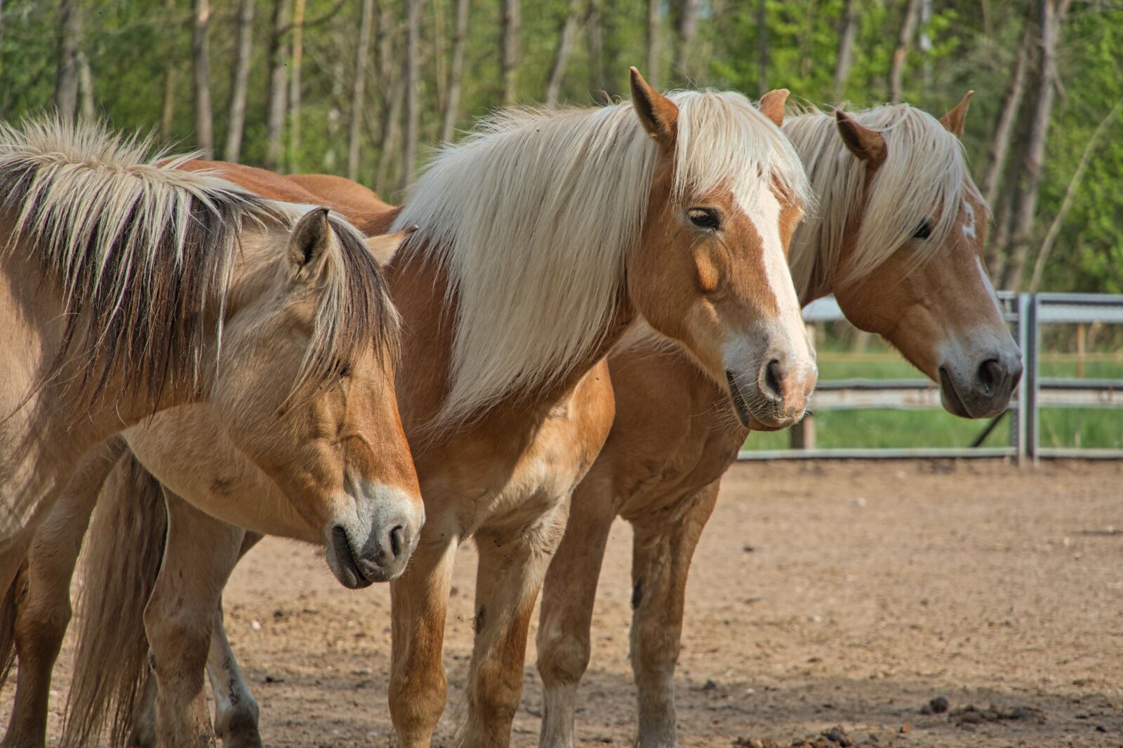 Sony a6400 sample photo. Horses, paddock, stallion photography