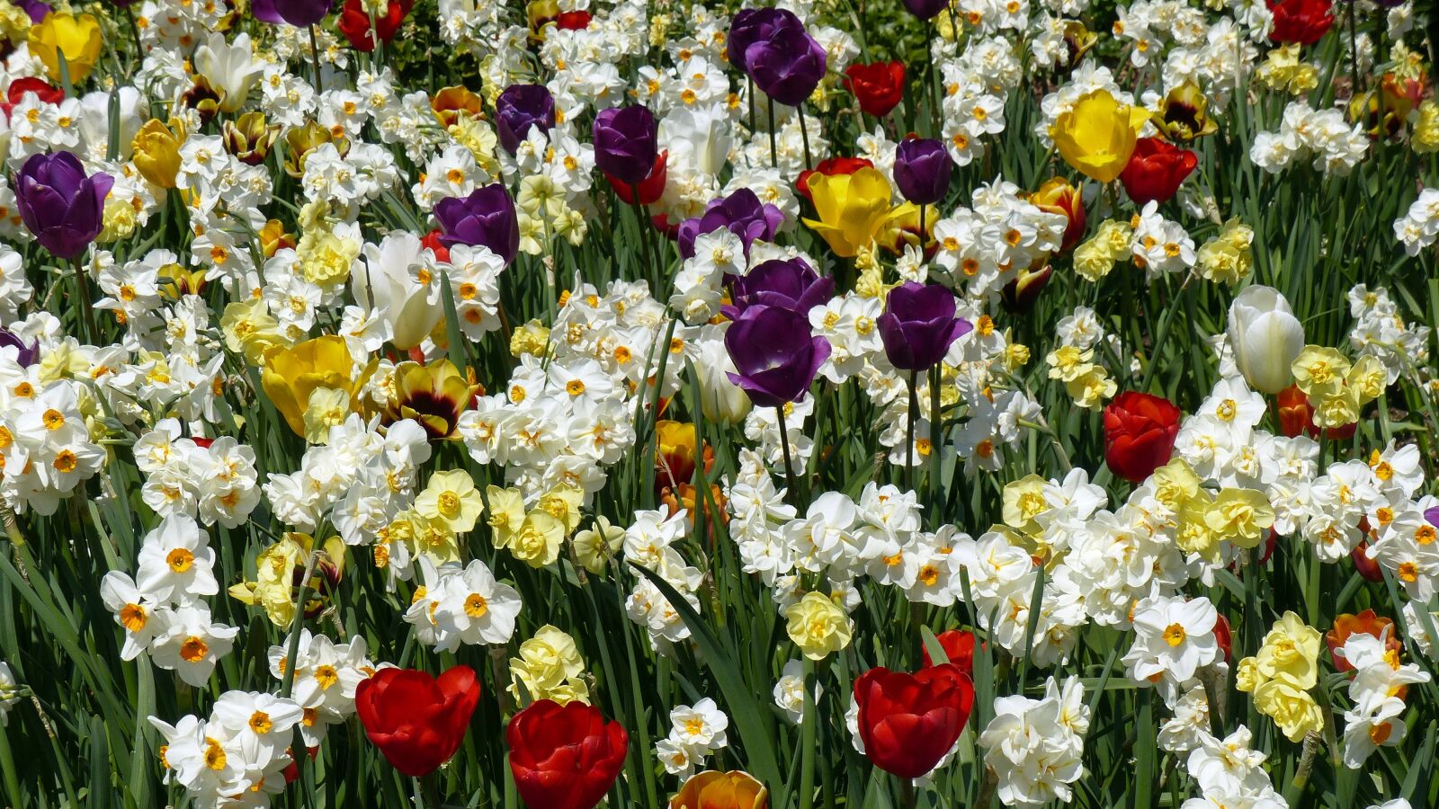 Panasonic Lumix DMC-FZ200 sample photo. Flowers, spring, colorful photography