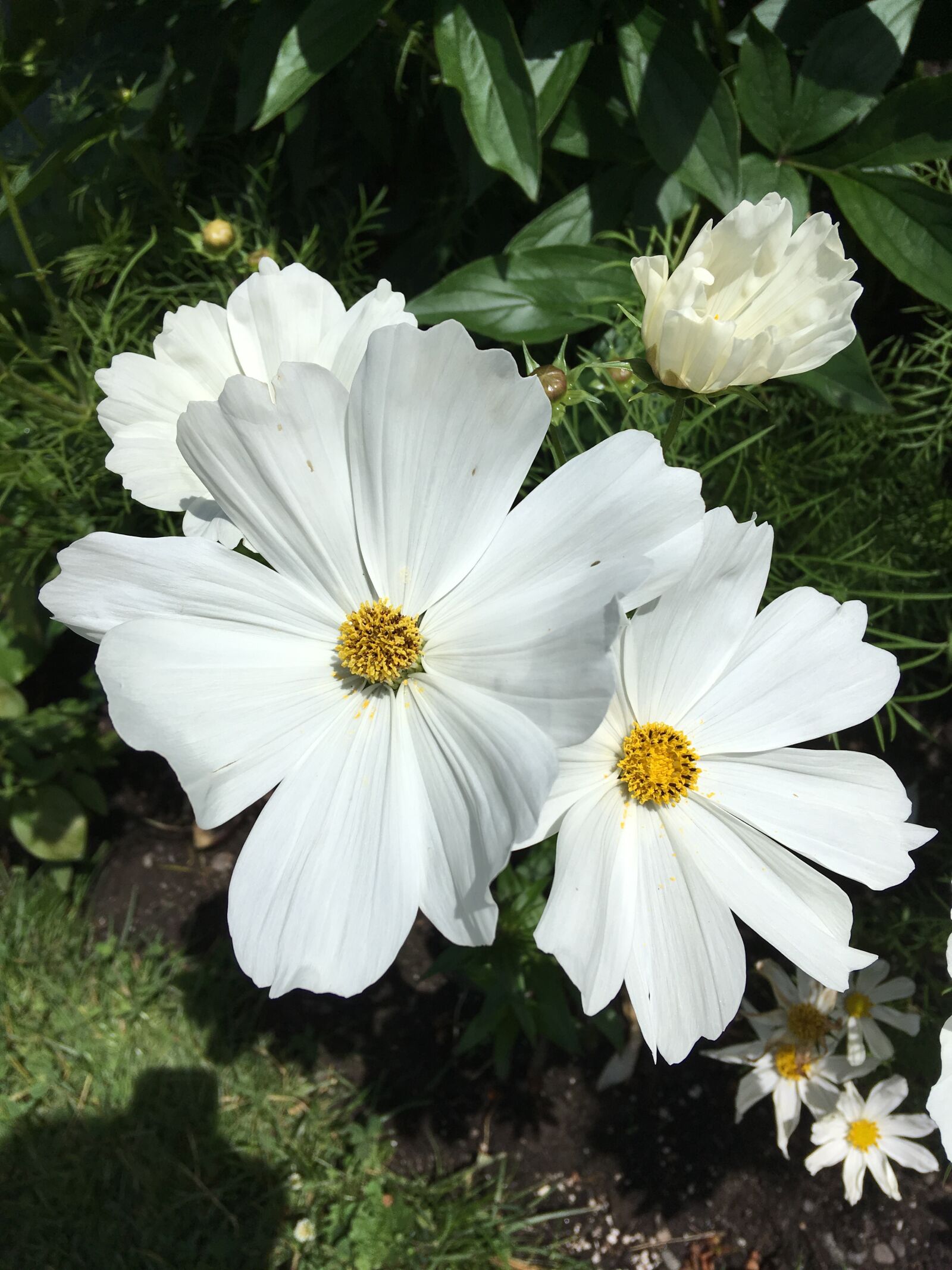 iPhone SE back camera 4.15mm f/2.2 sample photo. Flower, nature, summer photography