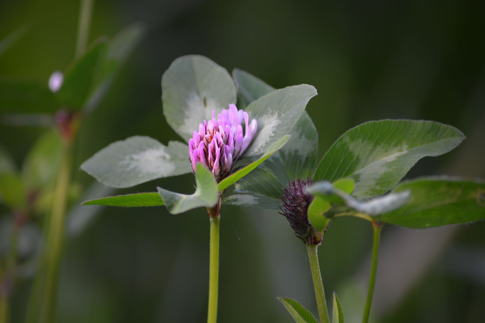 Nikon D5200 sample photo. Clover, flowers, nature photography
