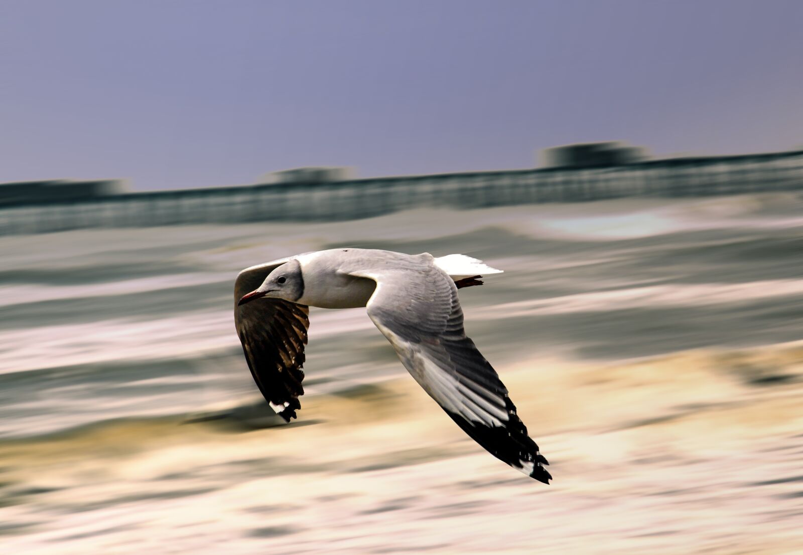 Nikon D300S sample photo. Seagull, bird, sea photography