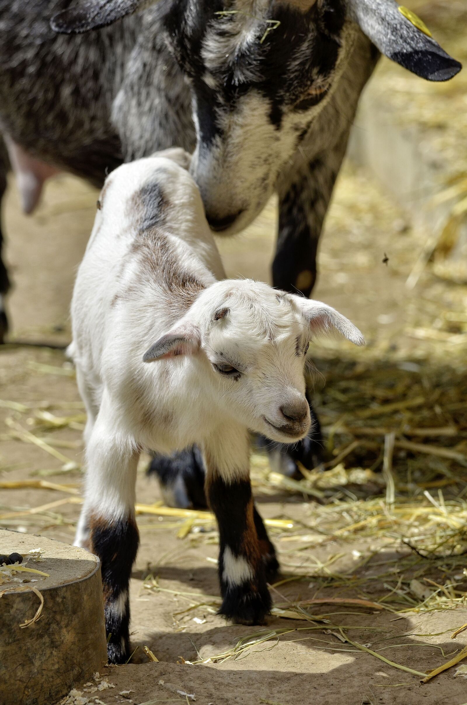 Nikon D7000 sample photo. Animal, goat, young animal photography