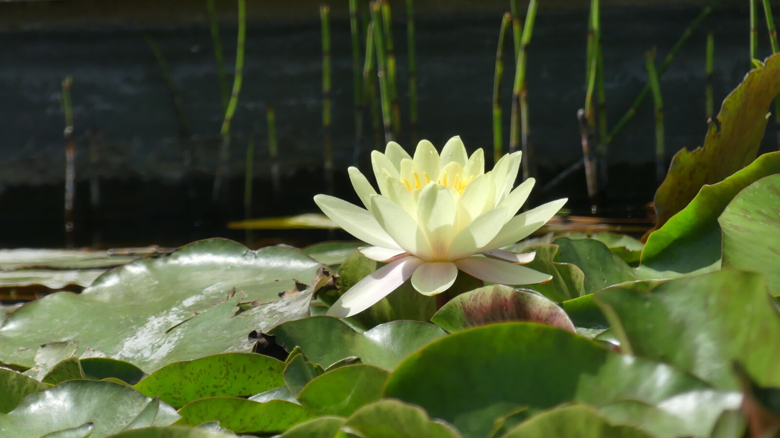 Panasonic Lumix DMC-FZ300 sample photo. Water lily, water, nature photography