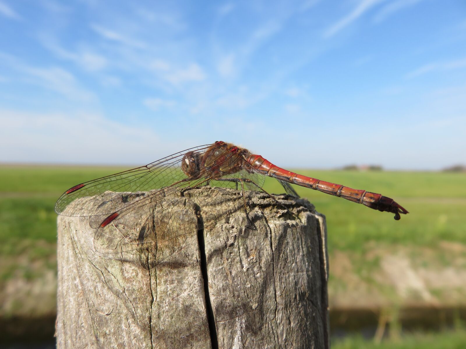 Canon PowerShot SX700 HS sample photo. Dragonfly, darter, nature photography