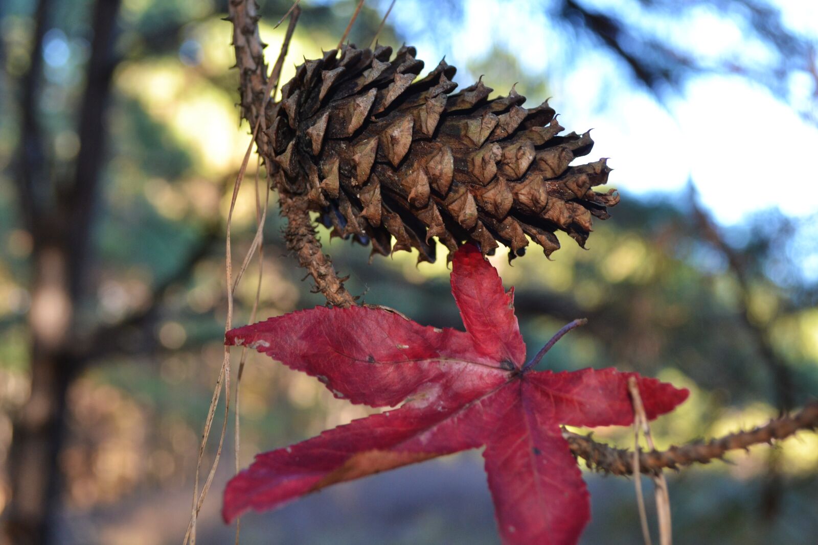 Nikon D3100 sample photo
