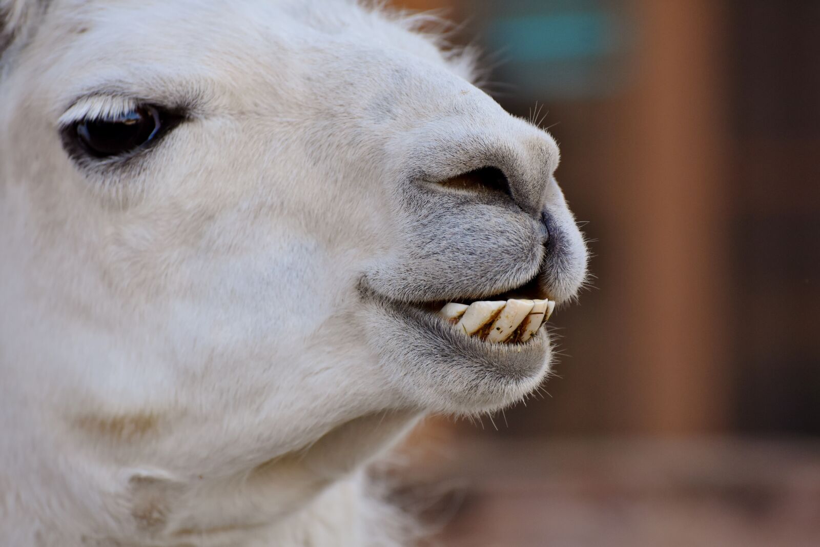 Nikon D7200 sample photo. Lama, lama head, animal photography