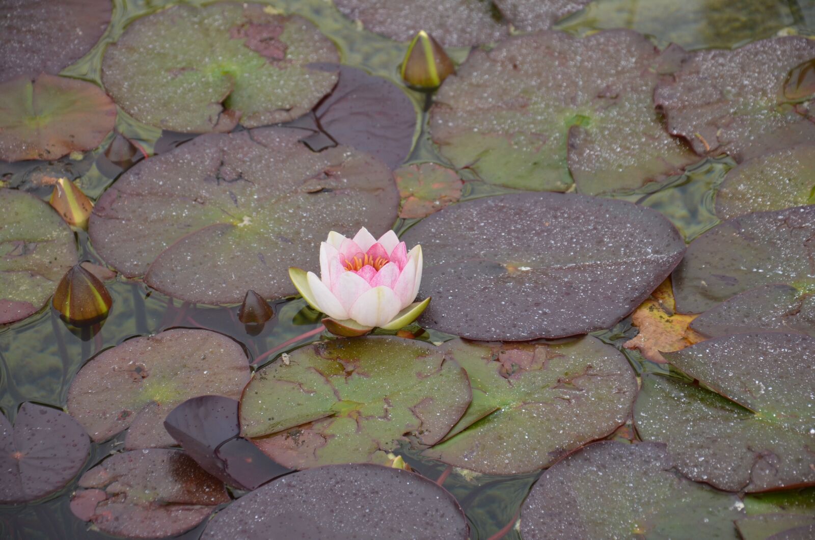 Nikon D5100 sample photo. Pink, water lily, aquatic photography
