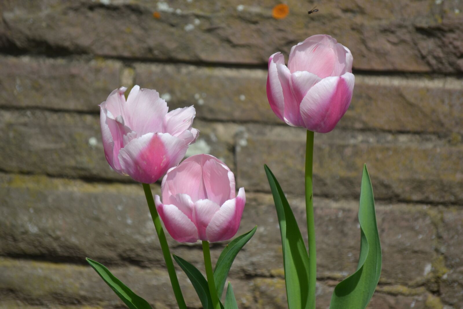 Nikon D3100 sample photo. Flower, nature, plant photography