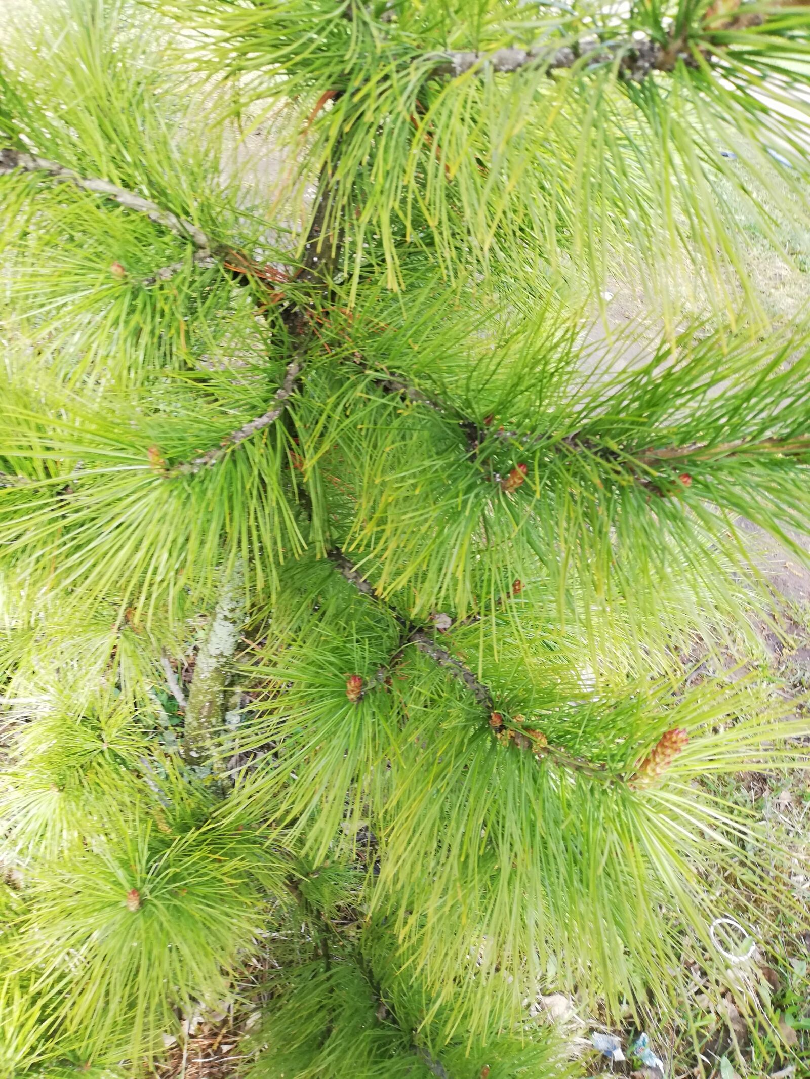 HUAWEI P20 lite sample photo. Pine, needles, spring photography