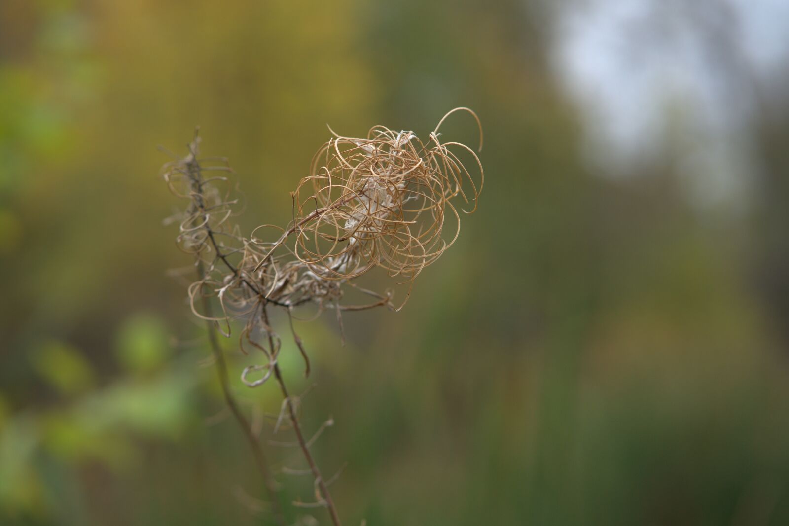Sony a7 II + Sony FE 85mm F1.8 sample photo. Plant, autumn, nature photography