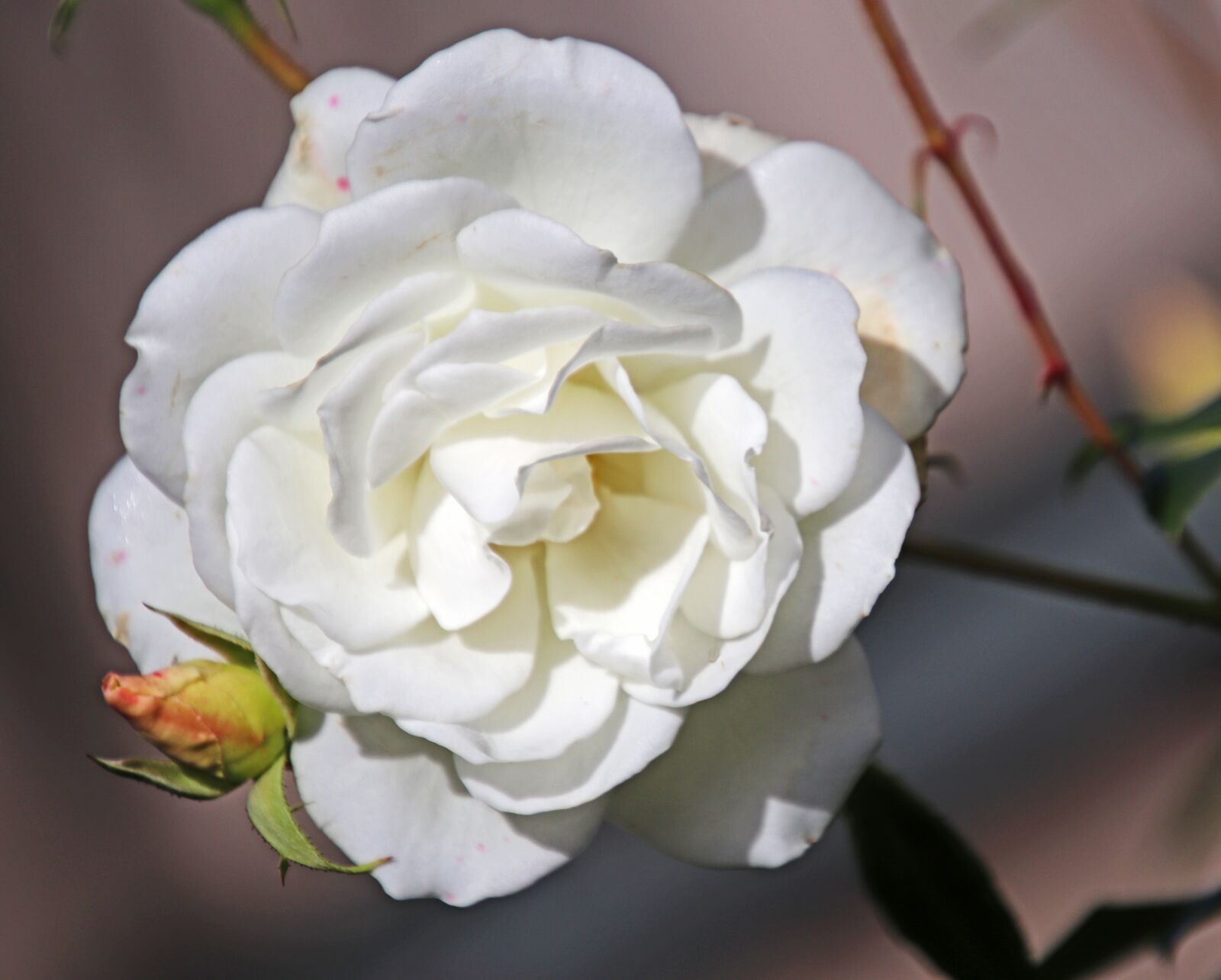Canon EOS 800D (EOS Rebel T7i / EOS Kiss X9i) sample photo. Flower, white, bloom photography