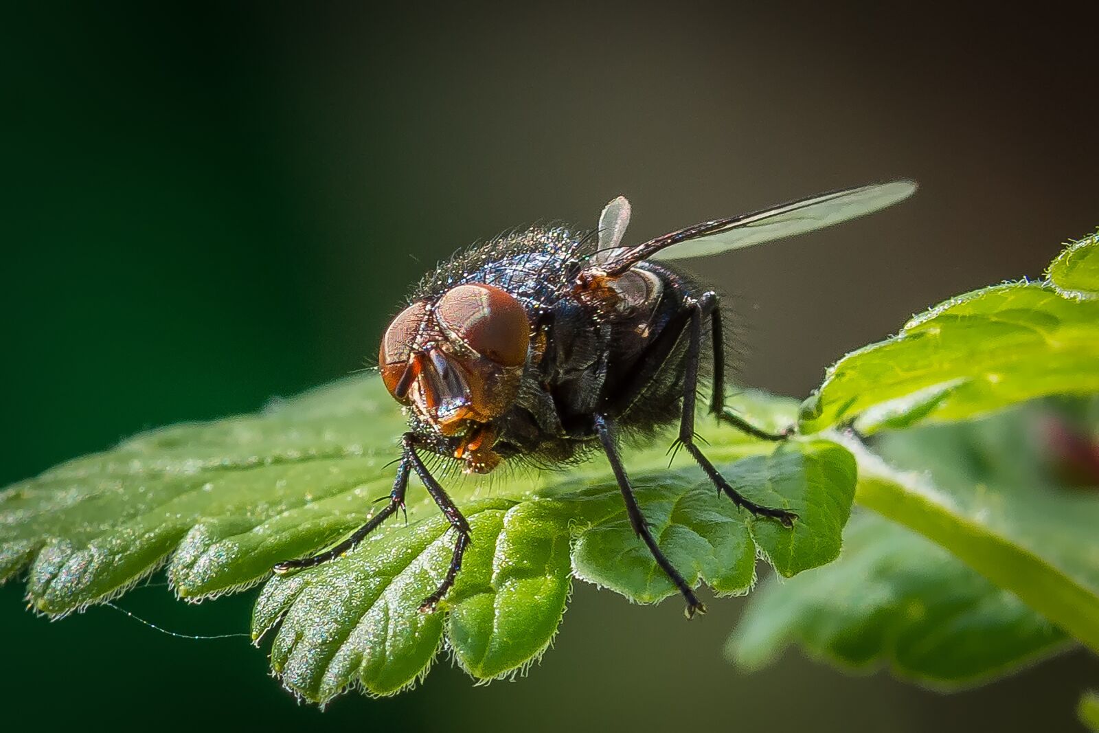 Nikon D7200 sample photo. Fly, blossom, bloom photography