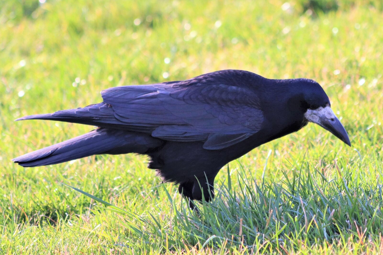 Canon EOS 200D (EOS Rebel SL2 / EOS Kiss X9) sample photo. Black crow, bird, animal photography