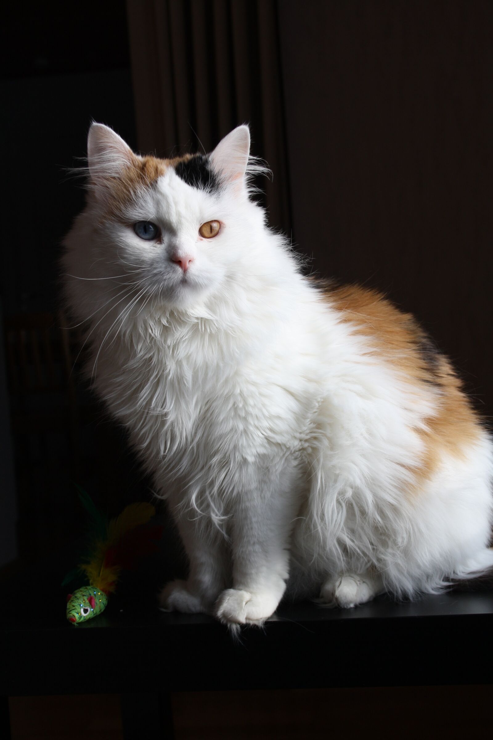 Canon EOS 1000D (EOS Digital Rebel XS / EOS Kiss F) sample photo. Cat, pet, cute photography