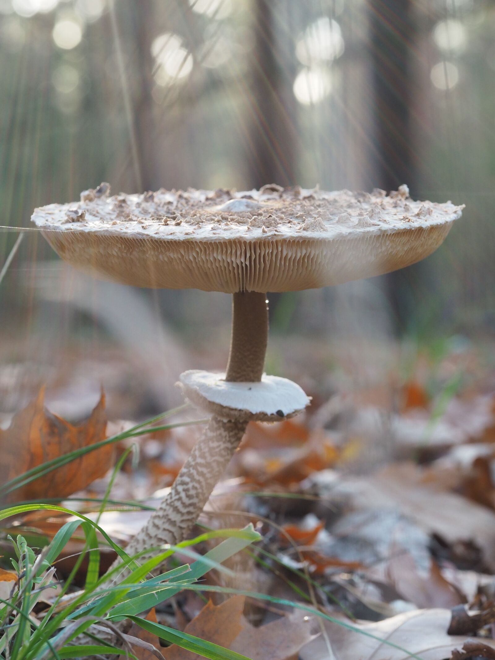 Olympus OM-D E-M10 III sample photo. Mushroom, parasol, forest photography