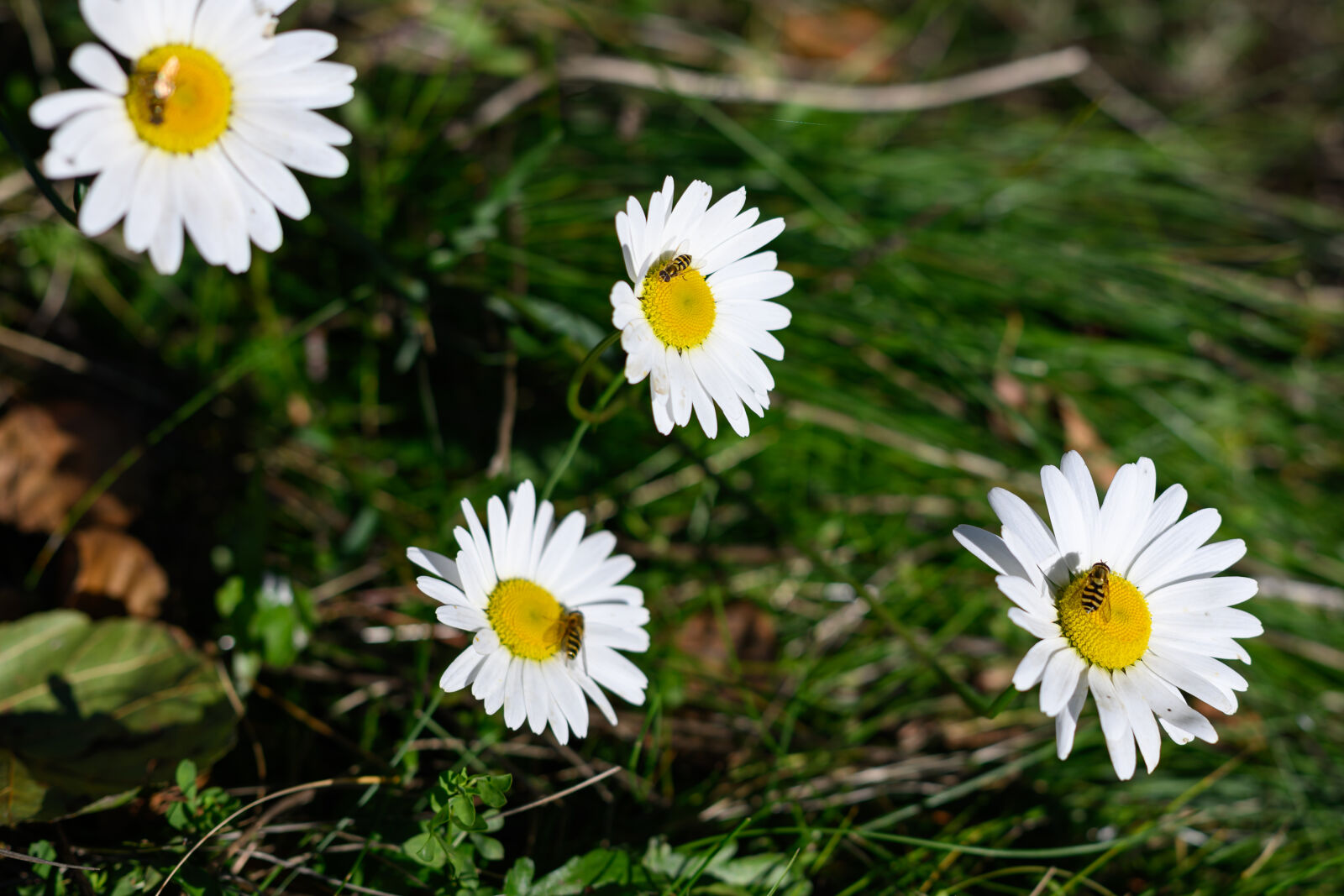 Nikon Z8 sample photo. Bee flowers photography