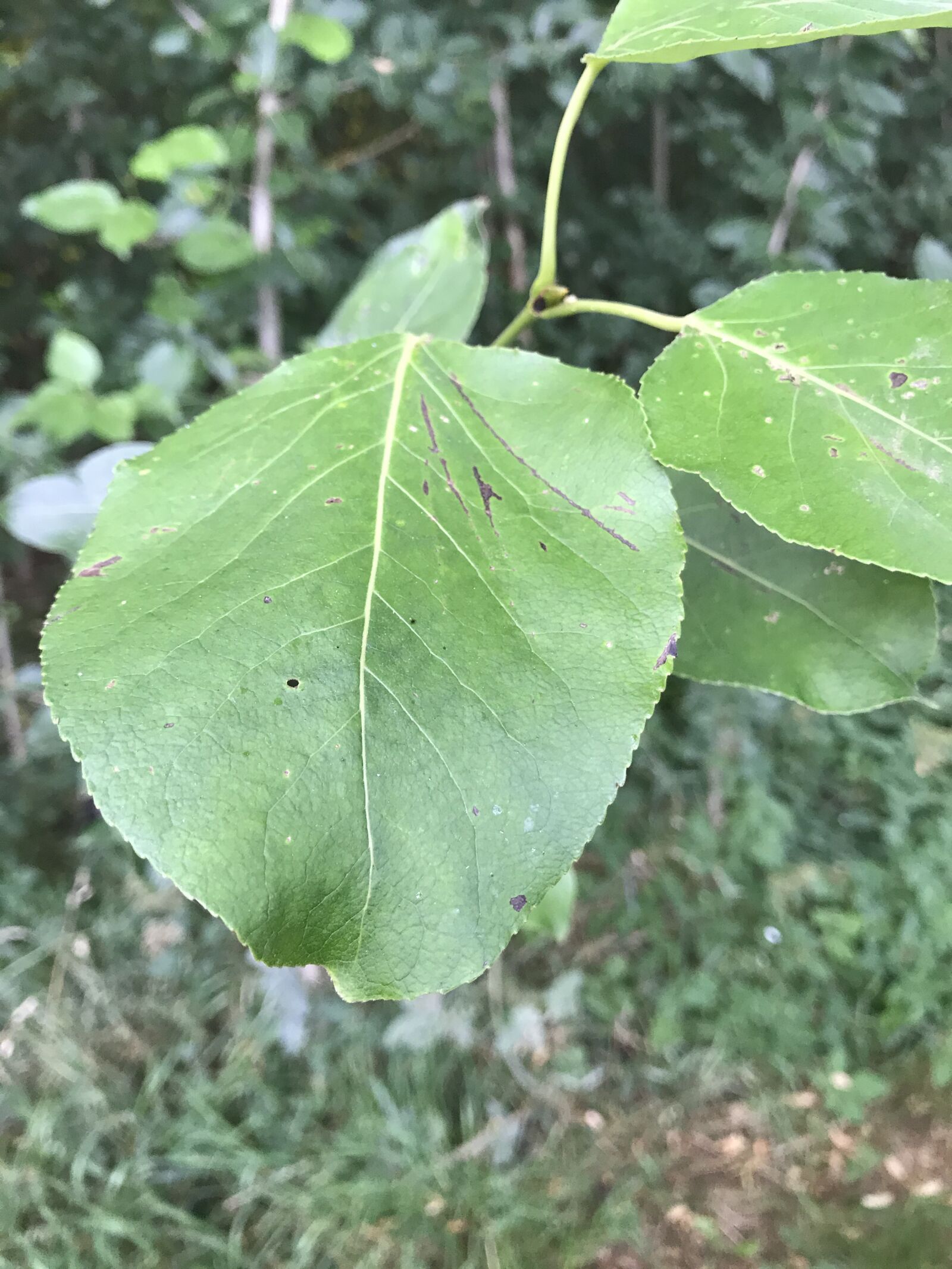 iPhone 7 back camera 3.99mm f/1.8 sample photo. Plant, green, forest photography