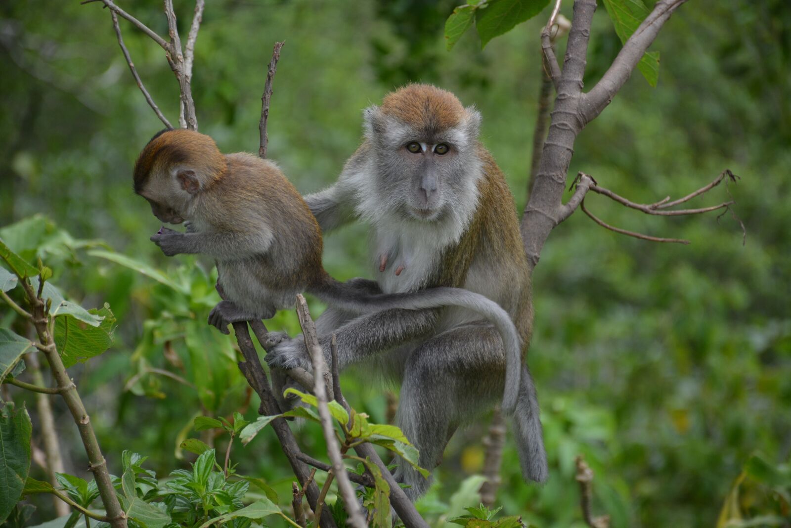 Nikon D5200 sample photo. Animal, macaque, monkey photography