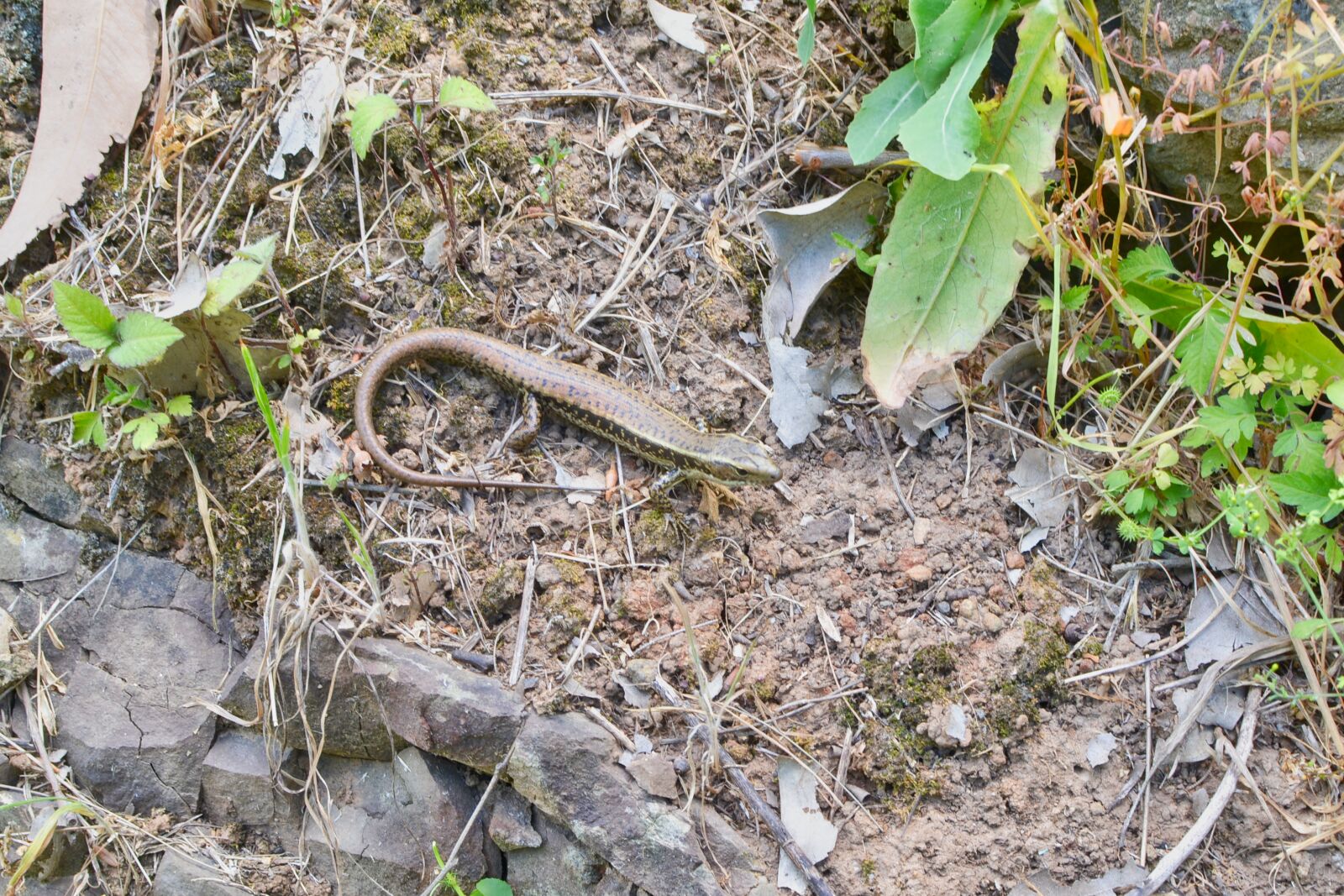 Nikon D3100 sample photo. Bush, walk, lizard, reptile photography