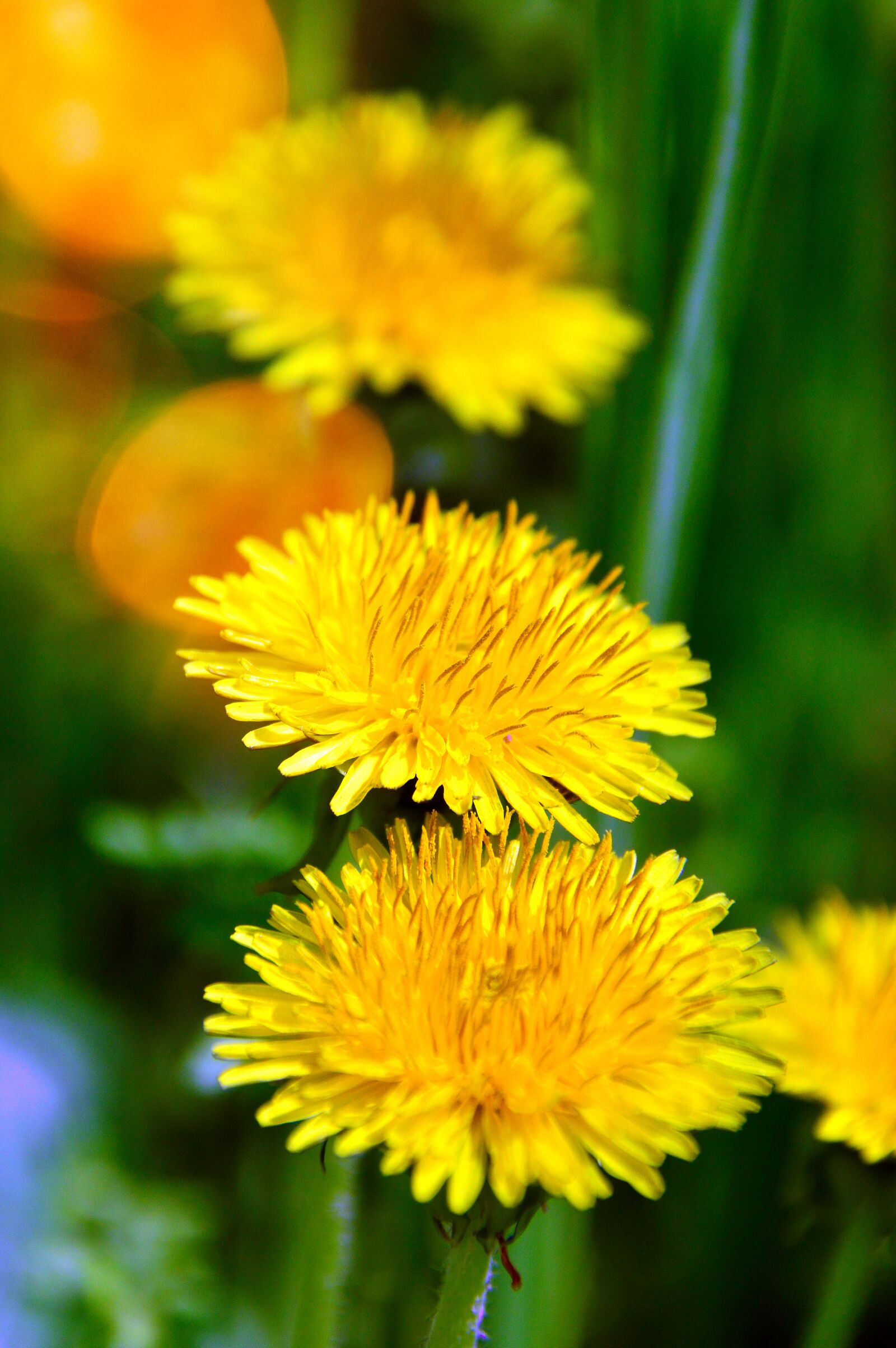 Nikon D3200 sample photo. Nature, flower, plant photography