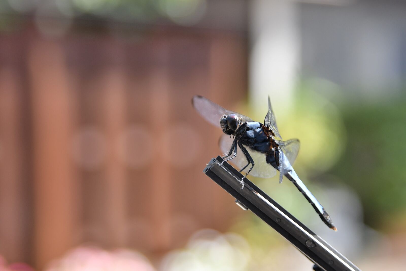 Nikon D500 sample photo. Dragonfly, autumn, landscape photography