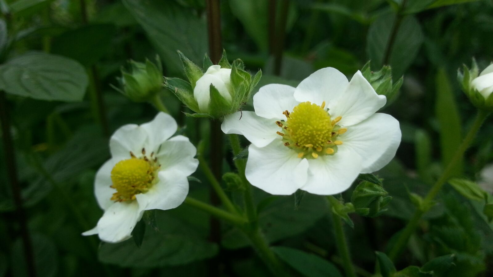 Samsung Galaxy S3 sample photo. Flowers, strawberries, summer photography