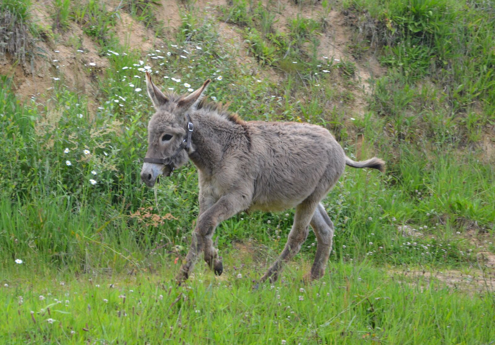 Nikon D5200 sample photo. Donkey, colt, run photography