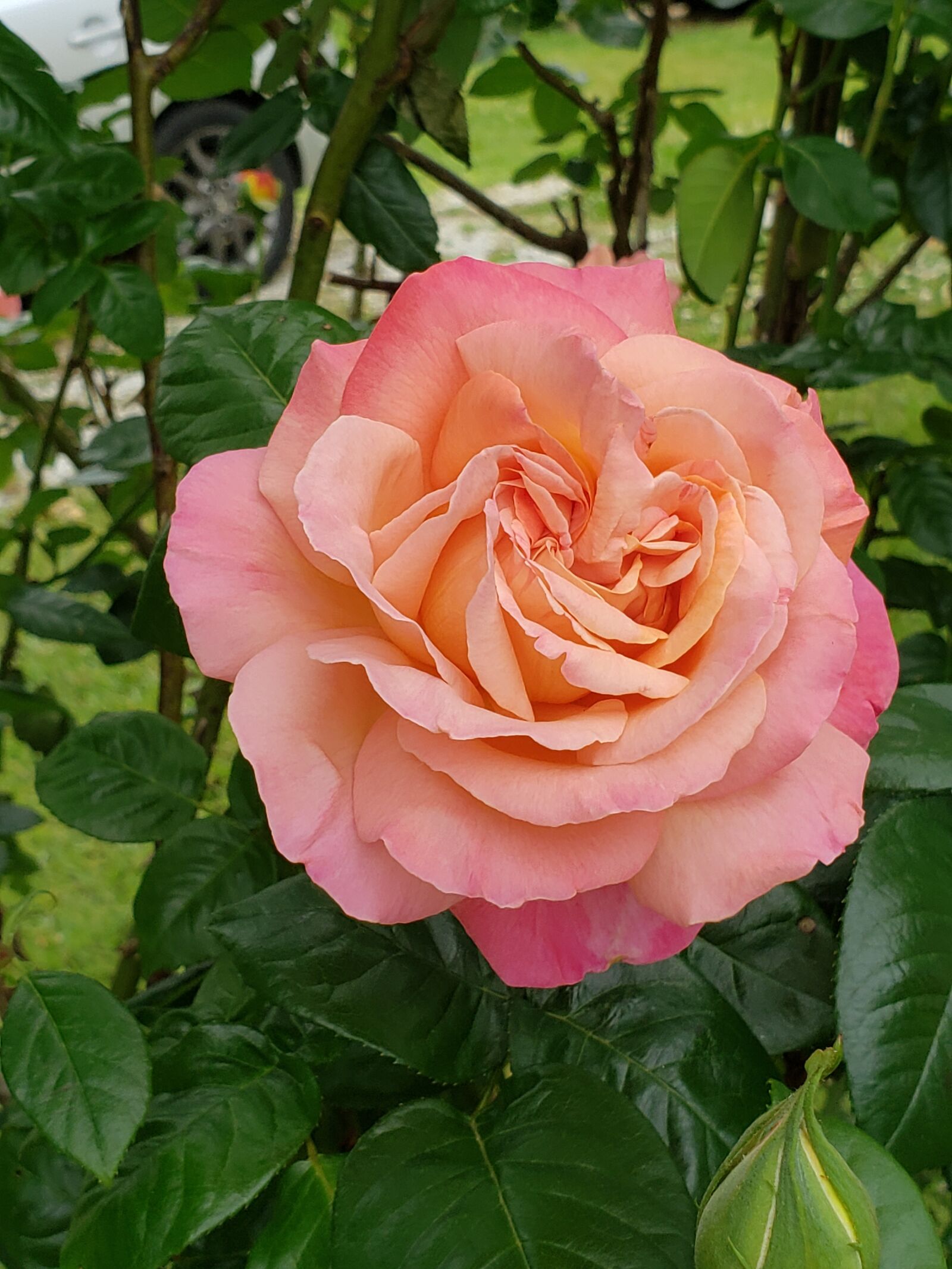 Samsung Galaxy S9 sample photo. Rose, flower, pink photography
