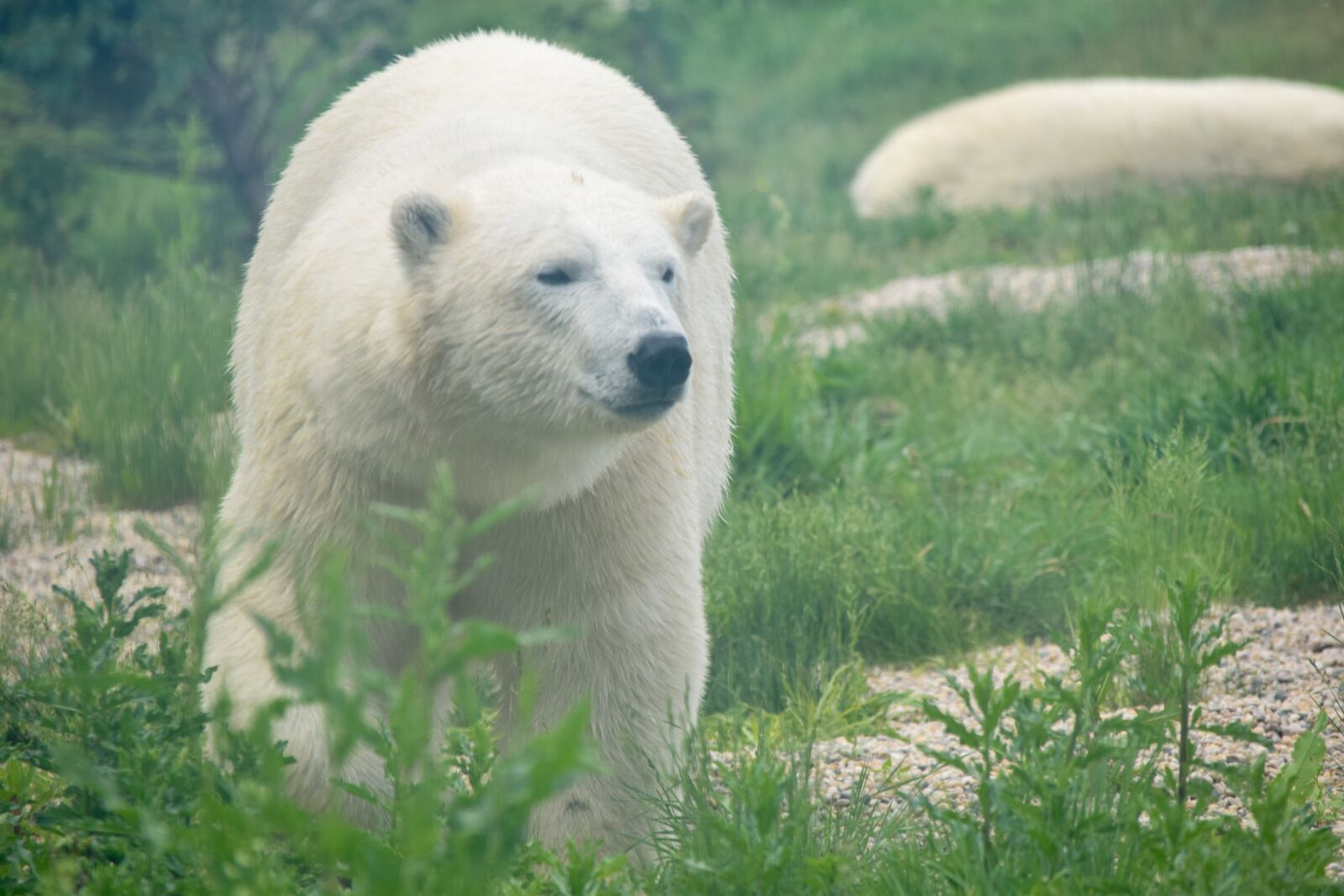 Nikon D3300 sample photo. Polar bear, bear, polar photography